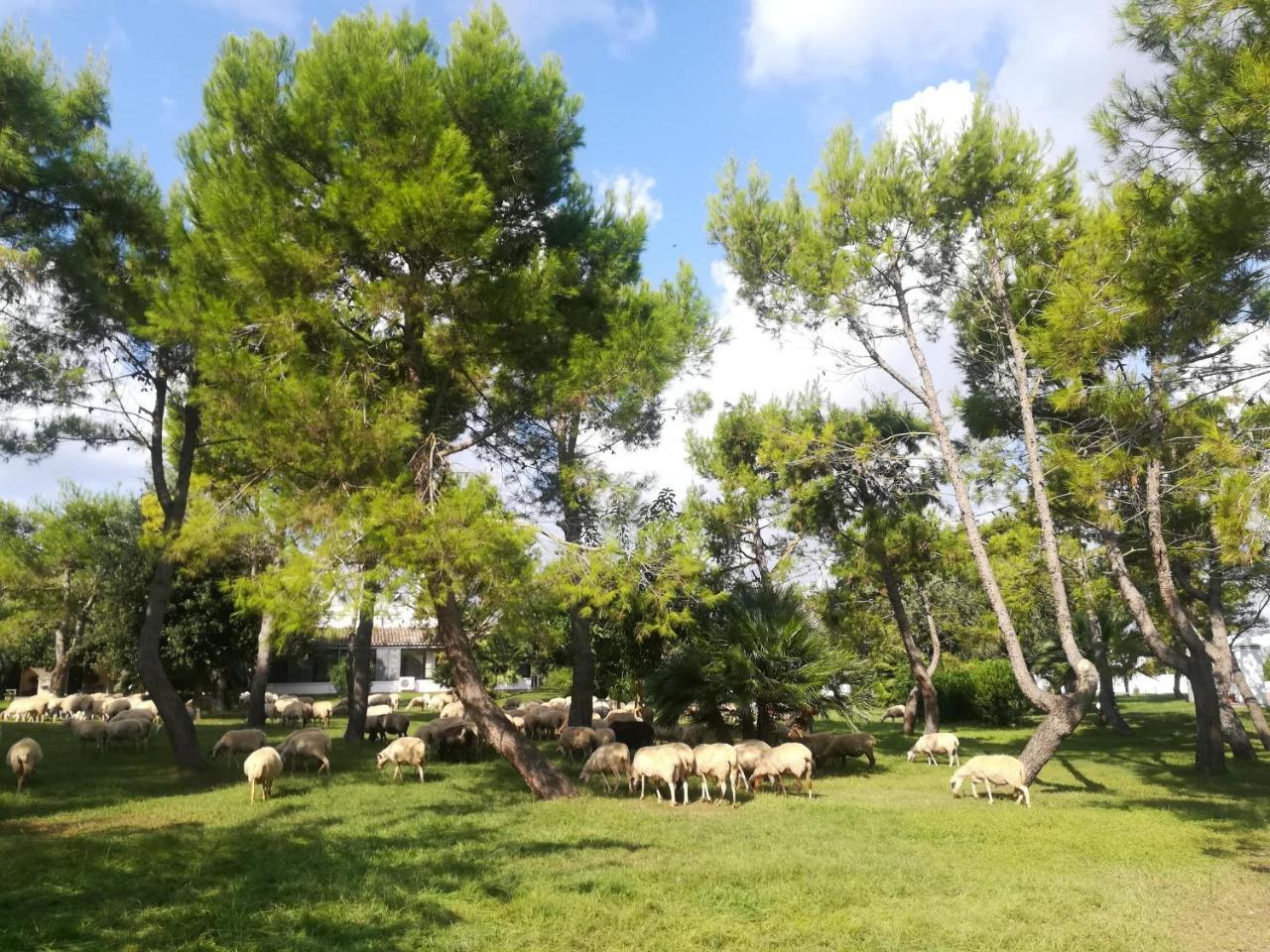 Agriturismo Torrevecchia Сан Панкрацио Салинтино Екстериор снимка